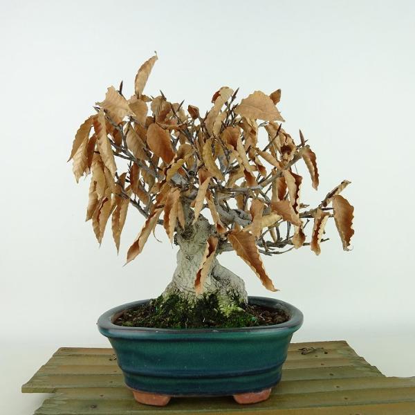 富士ブナ　ぶな　山毛欅　大品盆栽　引取り限定　植物　シンボルツリー 富士ブナ ぶな 山毛欅 大品盆栽 引取り限定 植物 シンボルツリー