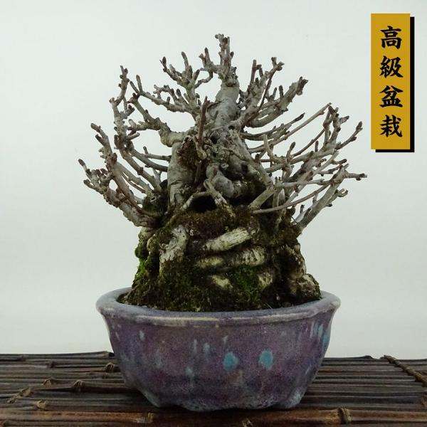 haniwa-bonsai_276-232000-01