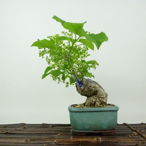 樹種　真弓　マユミ　　（ニシキギ科：落葉広葉樹）サイズ　樹高　約14センチ　横幅　約13センチ　奥行　約25センチ　幹太　約4センチ撮影日　撮影日　2025/5/6■植物ですので撮影時期や季節によって剪定などの手入れにより写真から変化がござ...