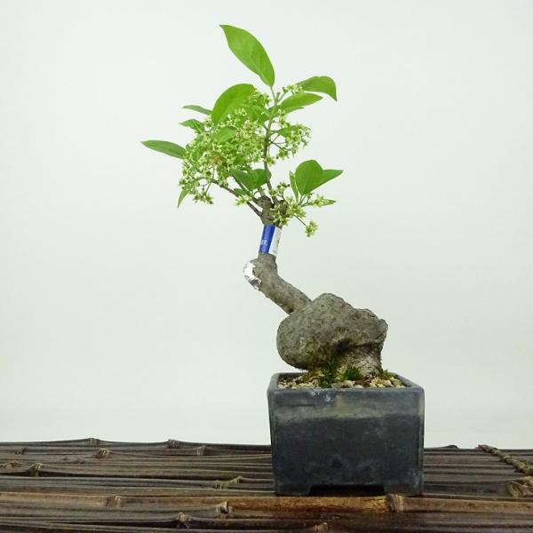 盆栽 真弓 樹高 約20cm まゆみ Euonymus sieboldianus マユミ ニシキギ