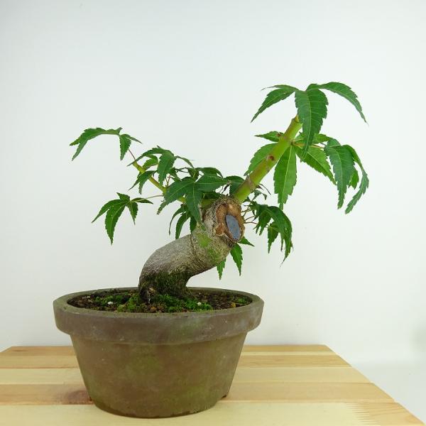 盆栽 紅葉 清玄 樹高 約18cm もみじ Acer palmatum モミジ カエデ科