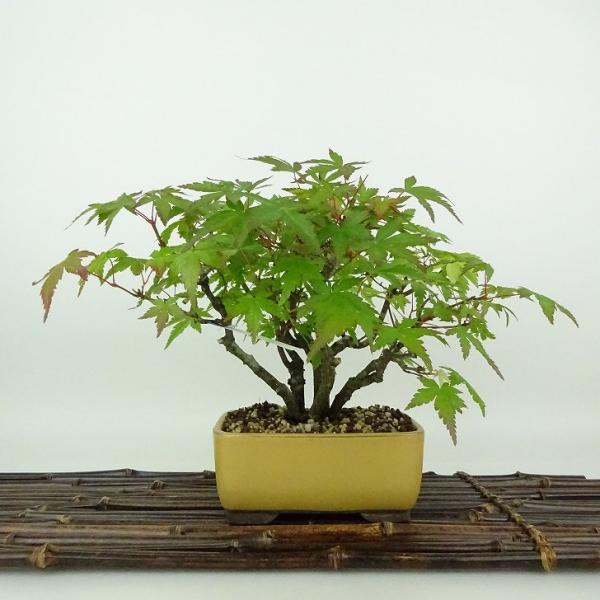 Ｈ*様 もみじ　盆栽　紅葉　小品　捻転　樹高19㎝ hb0035d-01-z.jpg
