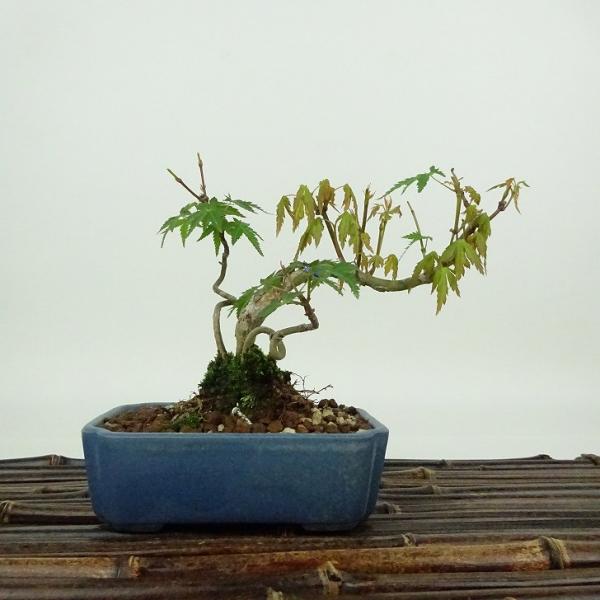 盆栽 紅葉 樹高 約10cm もみじ Acer palmatum モミジ カエデ科 落葉樹
