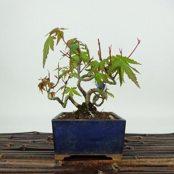 盆栽 紅葉 樹高 約11cm もみじ Acer palmatum モミジ カエデ科 落葉樹