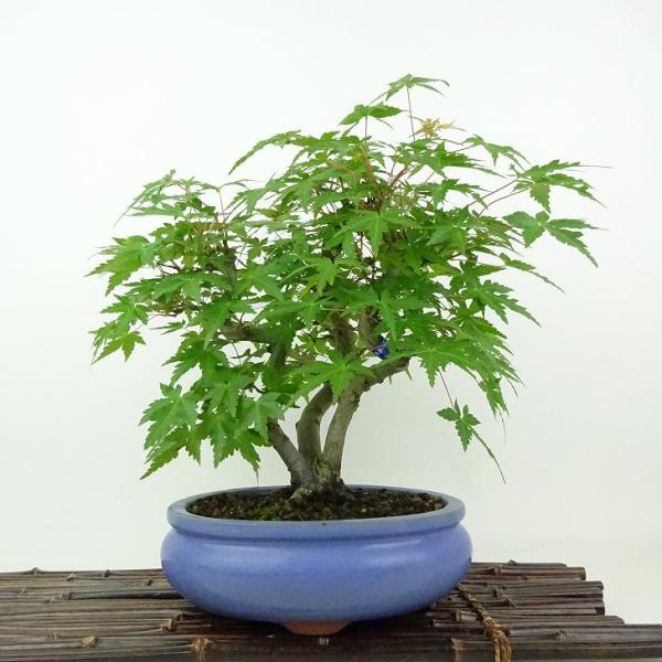 盆栽 紅葉 樹高 約25cm もみじ Acer palmatum モミジ カエデ科 落葉樹