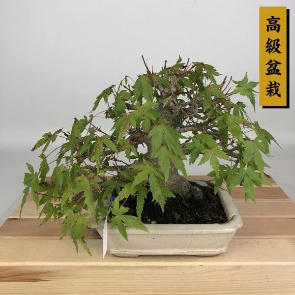 盆栽 紅葉 樹高 約16cm もみじ 高級盆栽 Acer palmatum モミジ カエデ