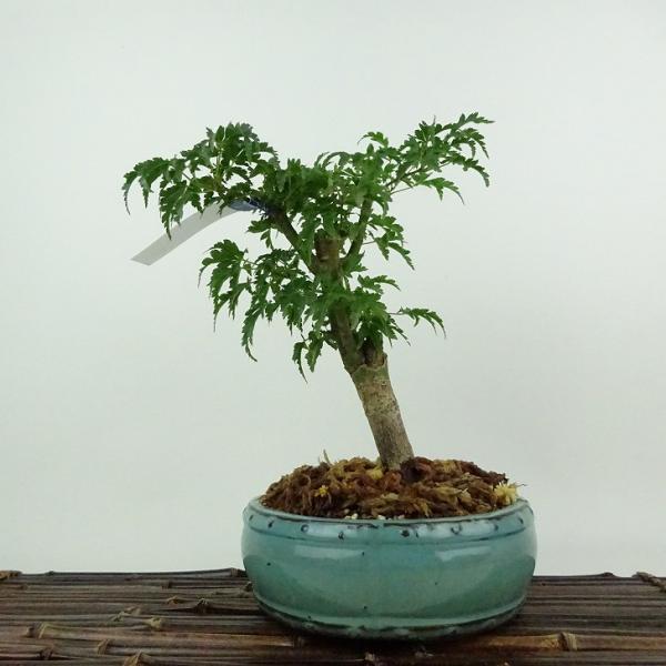 盆栽 紅葉 獅子頭 樹高 約21cm もみじ Acer palmatum モミジ