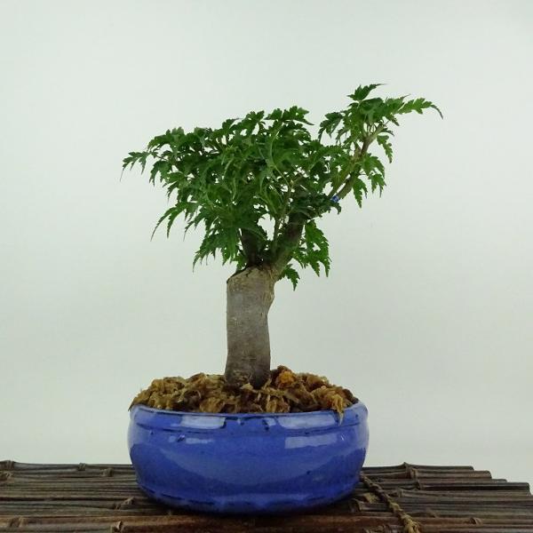 盆栽 紅葉 獅子頭 樹高 約21cm もみじ Acer palmatum モミジ