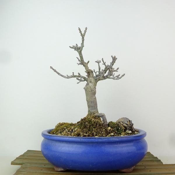 盆栽 紅葉 獅子頭 樹高 約19cm もみじ Acer palmatum モミジ