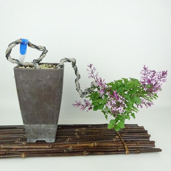 盆栽 ライラック 樹高 上下 約25cm らいらっく Syringa vulgaris
