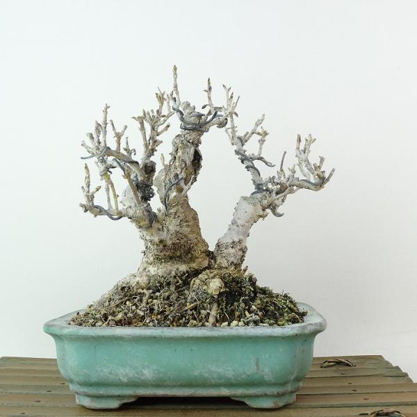 [盆栽]連翹/レンギョウ 盆栽 連翹 樹高 上下 約22cm れんぎょう Forsythia suspensa