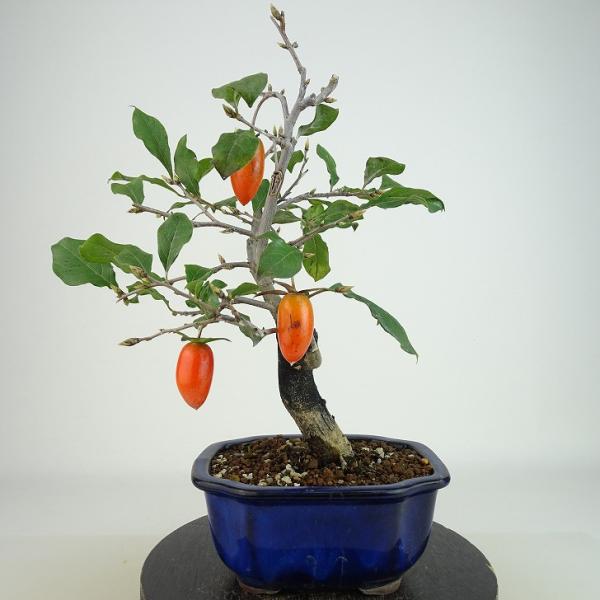 盆栽 老爺柿 浦島の輝 樹高 約22cm ろうやがき Diospyros rhombifolia