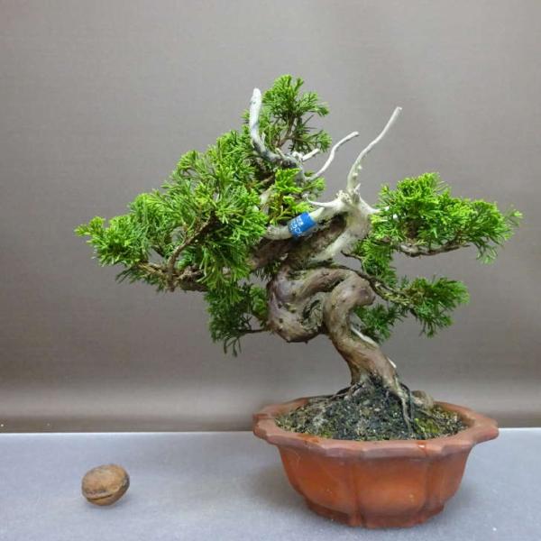 盆栽 真柏 樹高 約22cm しんぱく Juniperus chinensis シンパク “ジン