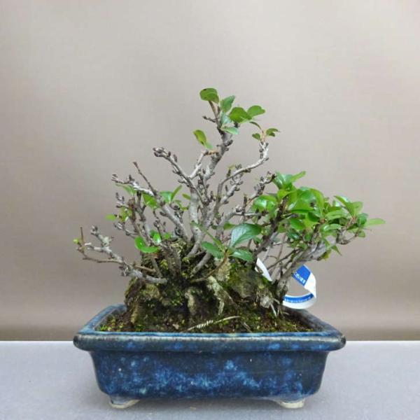 下記、商品説明をご覧ください。スマホの場合は商品情報をもっと見るを押してください。