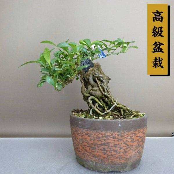 盆栽 金豆 樹高 約17.5cm きんず 高級盆栽 Fortunella hindsii キンズ マメキンカン ミカン科 キンカン属 常緑樹 鑑賞 観賞用 小品 現品