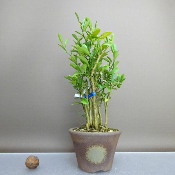 下記、商品説明をご覧ください。スマホの場合は商品情報をもっと見るを押してください。