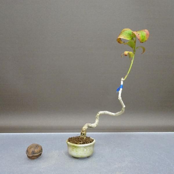 下記、商品説明をご覧ください。スマホの場合は商品情報をもっと見るを押してください。