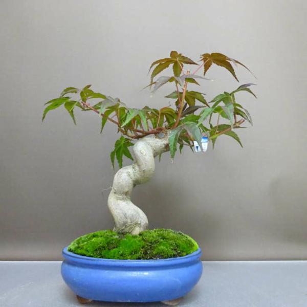 盆栽 紅葉 清玄 樹高 約29cm もみじ Acer palmatum モミジ カエデ科