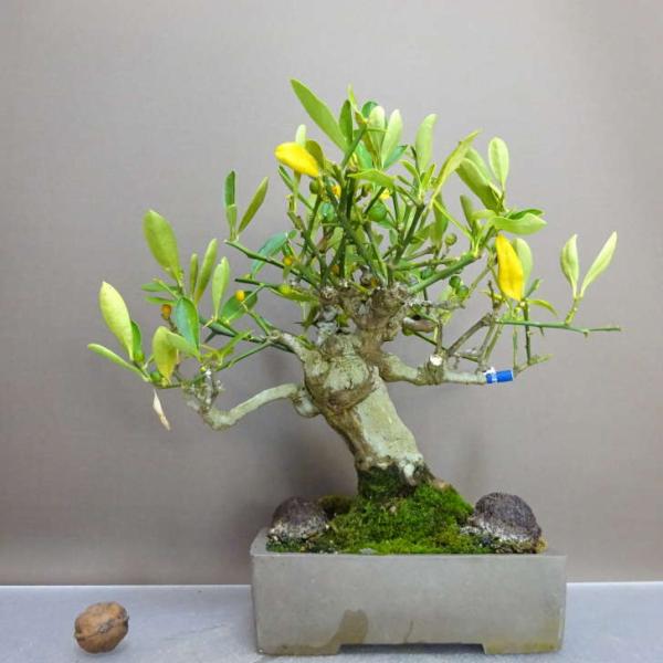 盆栽 金豆 樹高 約22cm きんず Fortunella hindsii キンズ マメキンカン ミカン科 キンカン属 常緑樹 鑑賞用 観賞用 現品