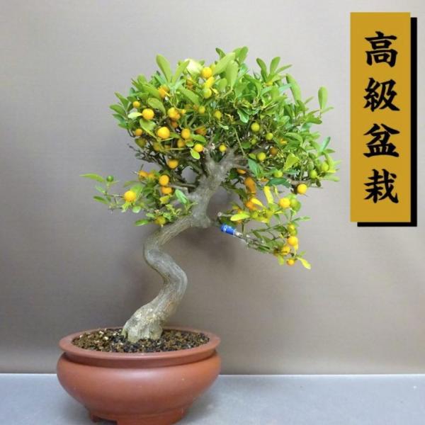 盆栽 金豆 樹高 約32cm きんず 高級盆栽 Fortunella hindsii キンズ マメキンカン ミカン科 キンカン属 常緑樹 観賞用 現品