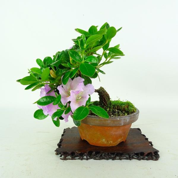 盆栽　皐月(紫水晶)　樹高46cm 盆栽 皐月(紫水晶) 樹高46cm Yahoo!オークション - 「紫水晶」皐月