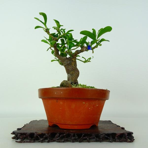 盆栽 金豆 樹高 約14cm きんず Fortunella hindsii キンズ マメキンカン 実物 ミカン科 キンカン属 常緑樹 鑑賞 観賞用 小品 現品