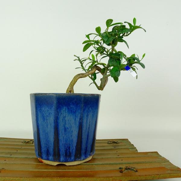 盆栽 金豆 樹高 約16cm きんず Fortunella hindsii キンズ マメキンカン 実物 ミカン科 キンカン属 常緑樹 鑑賞 観賞用 小品 現品