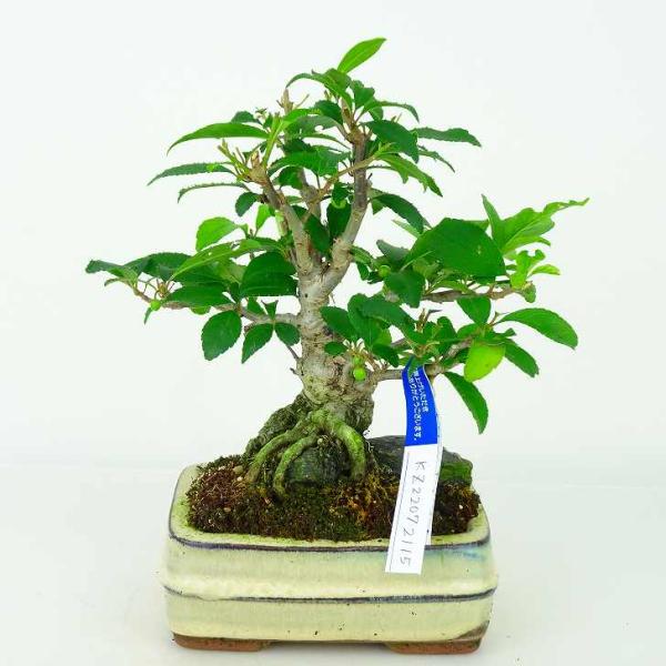 梅擬 うめもどき Ilex serrata ウメモドキ 石付き モチノキ科 落葉樹