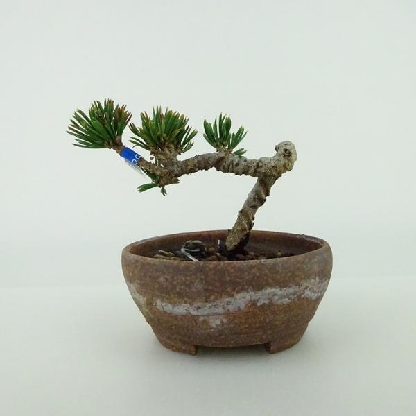 盆栽 松 五葉松 福娘 樹高 16cm ごようまつ Pinus parviflora