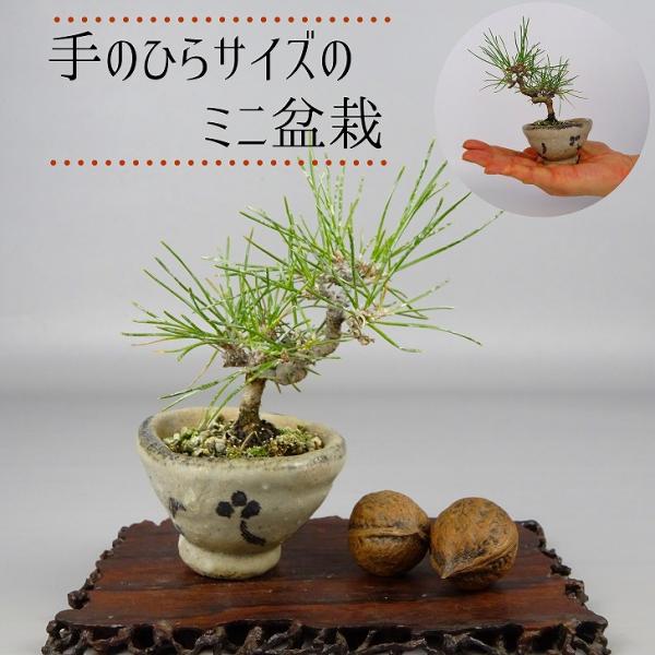 在庫一掃セール 太幹!! 頼む 樹高6㎝荒皮性イボタ 豆盆栽 ミニ 在庫一掃セール 太幹!! 頼む 樹高6㎝荒皮性イボタ 豆盆栽 ミニ