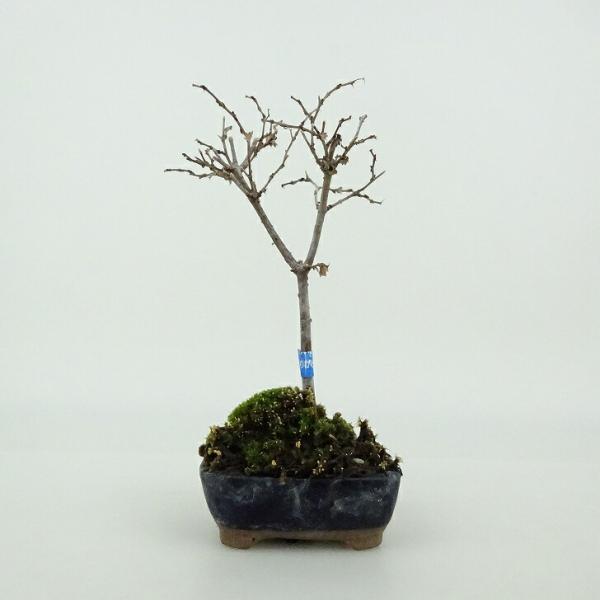 盆栽 欅 ミニ盆栽 樹高 約10cm けやき Zelkova serrata ケヤキ