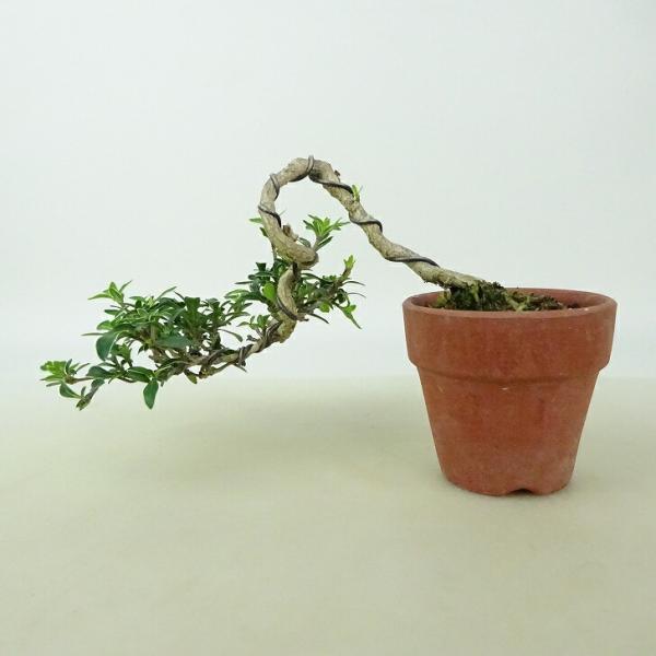 樹種 　香丁木　コウチョウボク　　(アカネ科 ハクチョウゲ属：半落葉樹)サイズ 　上下 約7センチ　横幅 約14センチ　奥行 約10センチ　幹太 約0.5センチ撮影日 　撮影日　2024/6/18■植物ですので撮影時期や季節によって剪定など...