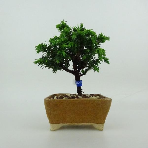 盆栽 杉 樹高 樹高 約10〜12cm すぎ Cryptomeria japonica スギ ヒノキ科 スギ属 常緑樹 観賞用 小品 数量物 セレクト