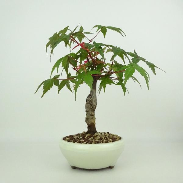 盆栽 紅葉 出猩々 樹高 約18〜19cm もみじ Acer palmatum モミジ