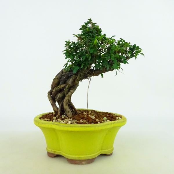 盆栽 群雀 樹高 約16〜17cm むれすずめ ムレスズメ 根上り マメ科