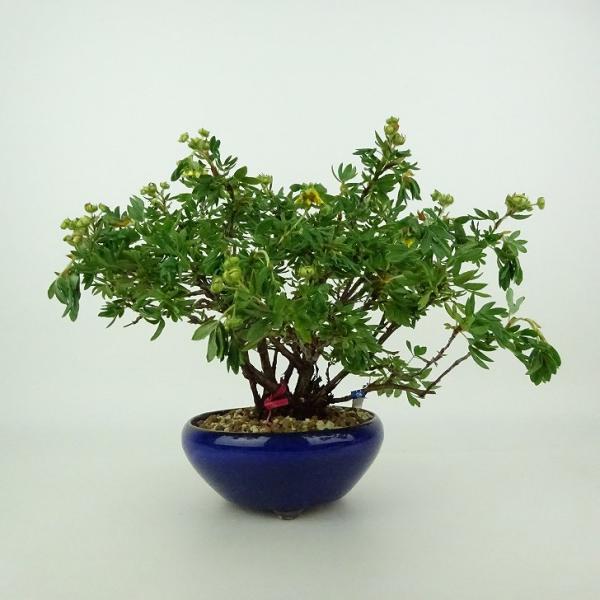 盆栽 金露梅 樹高 約13〜15cm きんろばい Dasiphora fruticosa