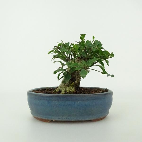 下記、商品説明をご覧ください。スマホの場合は商品情報をもっと見るを押してください。