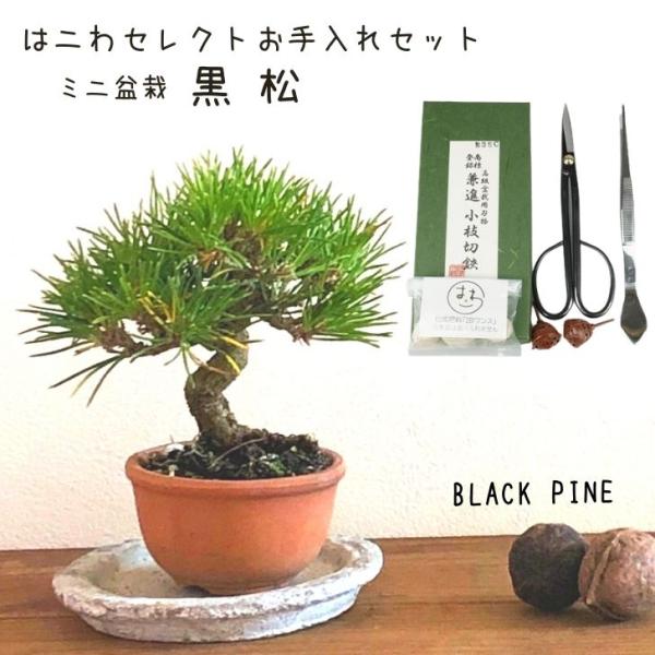 haniwa-bonsai_set-oteire-039-002