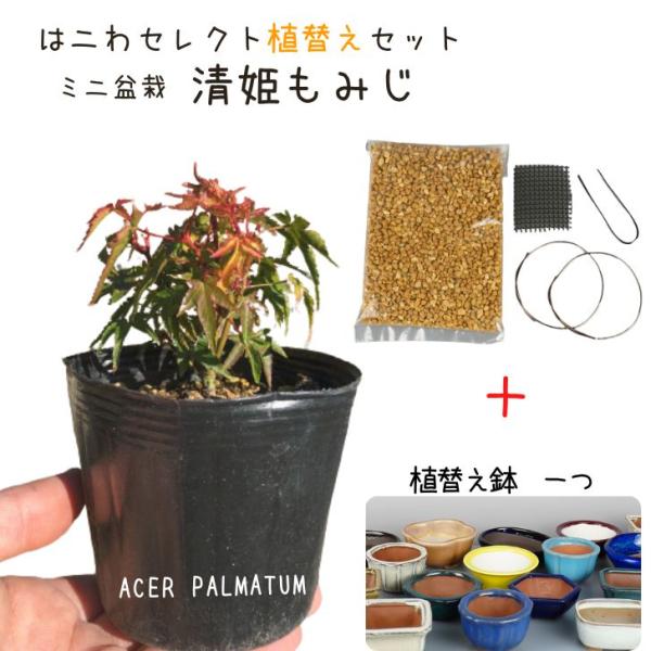 haniwa-bonsai_set-uekae-015-002