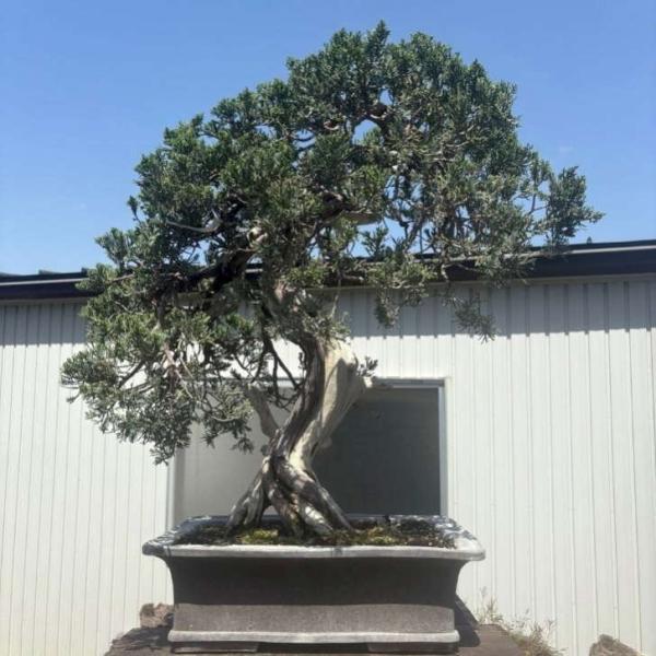haniwa-bonsai_special-delivery-008