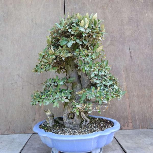 盆栽 『グミ』、樹高52cm。 haniwa-bonsai_special-delivery-019