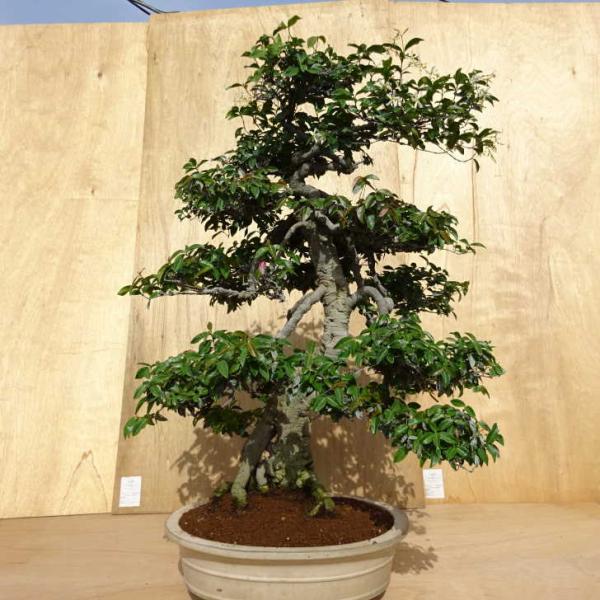 haniwa-bonsai_special-delivery-048