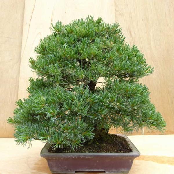 盆栽 松 五葉松 樹高 約70cm ごようまつ Pinus parviflora ゴヨウマツ