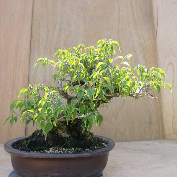 盆栽 梅 甲州野梅 樹高 約36cm うめ Prunus mume ウメ 花梅 バラ科
