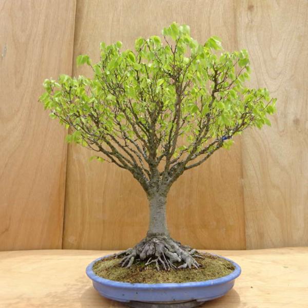 超極太古木　欅　ケヤキ　盆栽　　落葉樹 高さ約45cm haniwa-bonsai_special-m-036