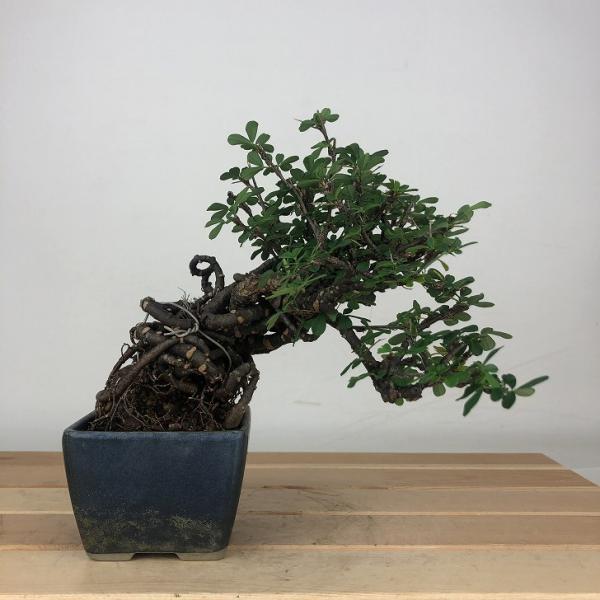 下記、商品説明をご覧ください。スマホの場合は商品情報をもっと見るを押してください。