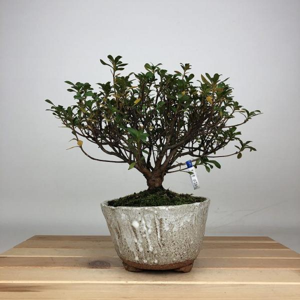 ひな犬❢　皐月盆栽　さつき盆栽　サツキ盆栽 haniwa-bonsai_xz25120608