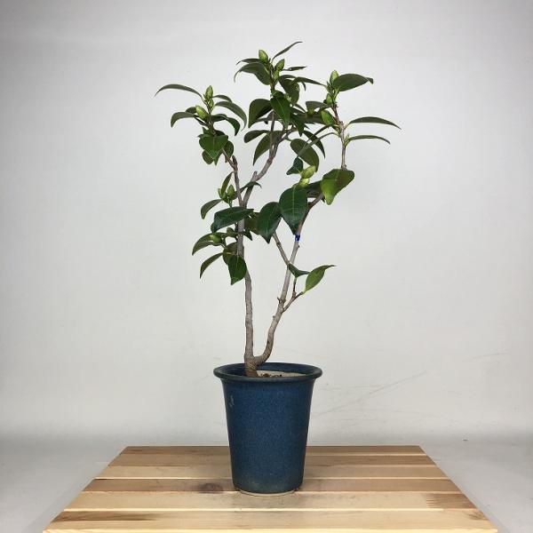 下記、商品説明をご覧ください。スマホの場合は商品情報をもっと見るを押してください。