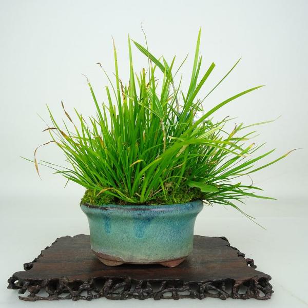 下記、商品説明をご覧ください。スマホの場合は商品情報をもっと見るを押してください。