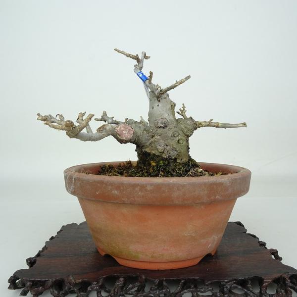 下記、商品説明をご覧ください。スマホの場合は商品情報をもっと見るを押してください。